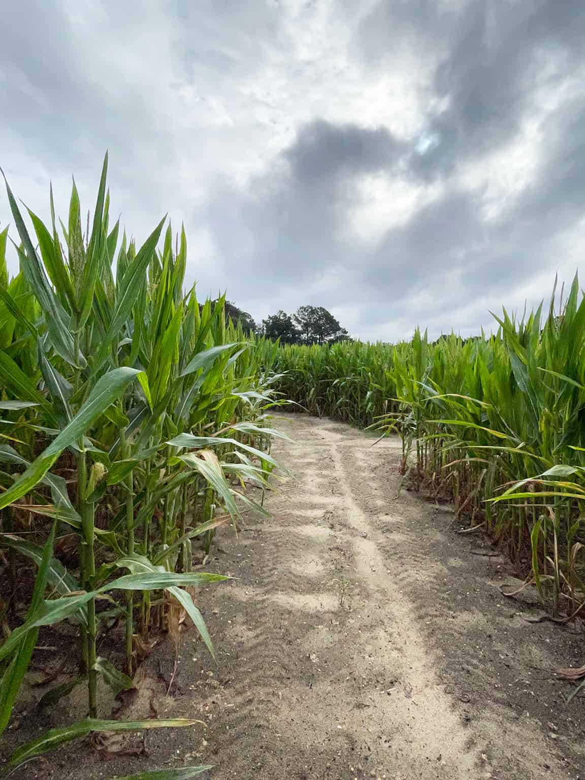 Ken's Korny Corn Maze