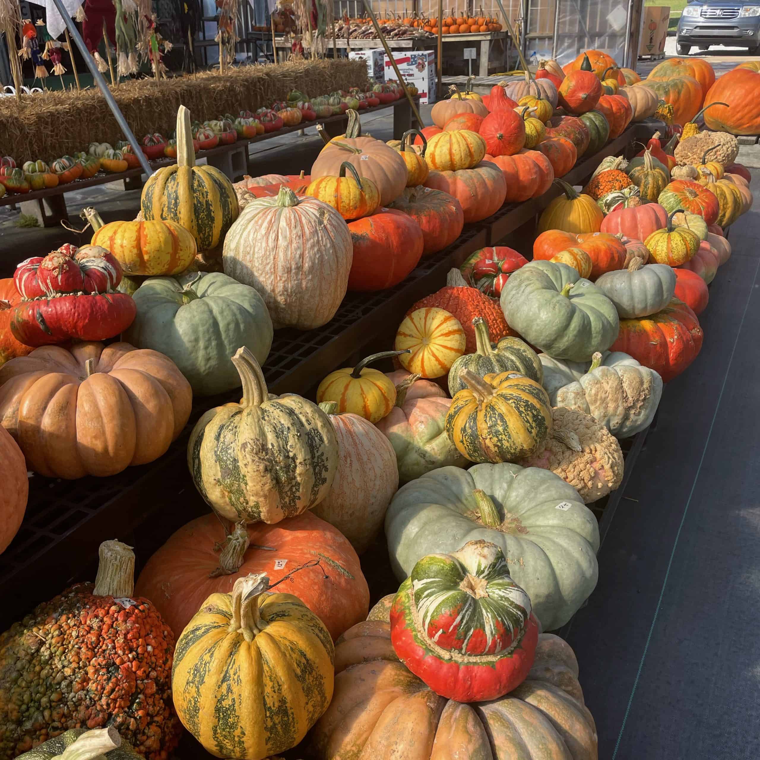 Ken's Garden Center & Produce pumpkins & gourds